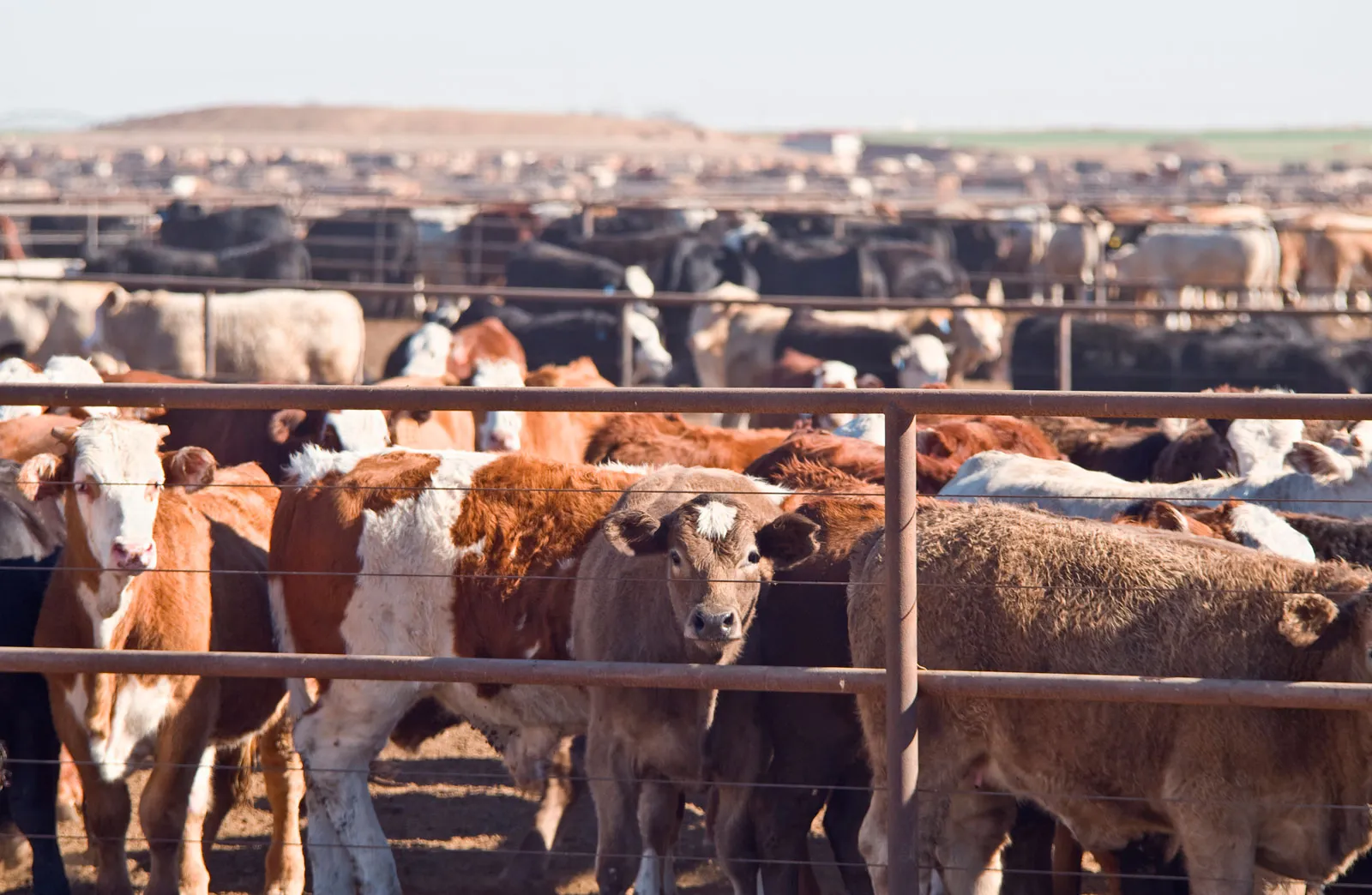 Cattle feedlot west texas beef industry