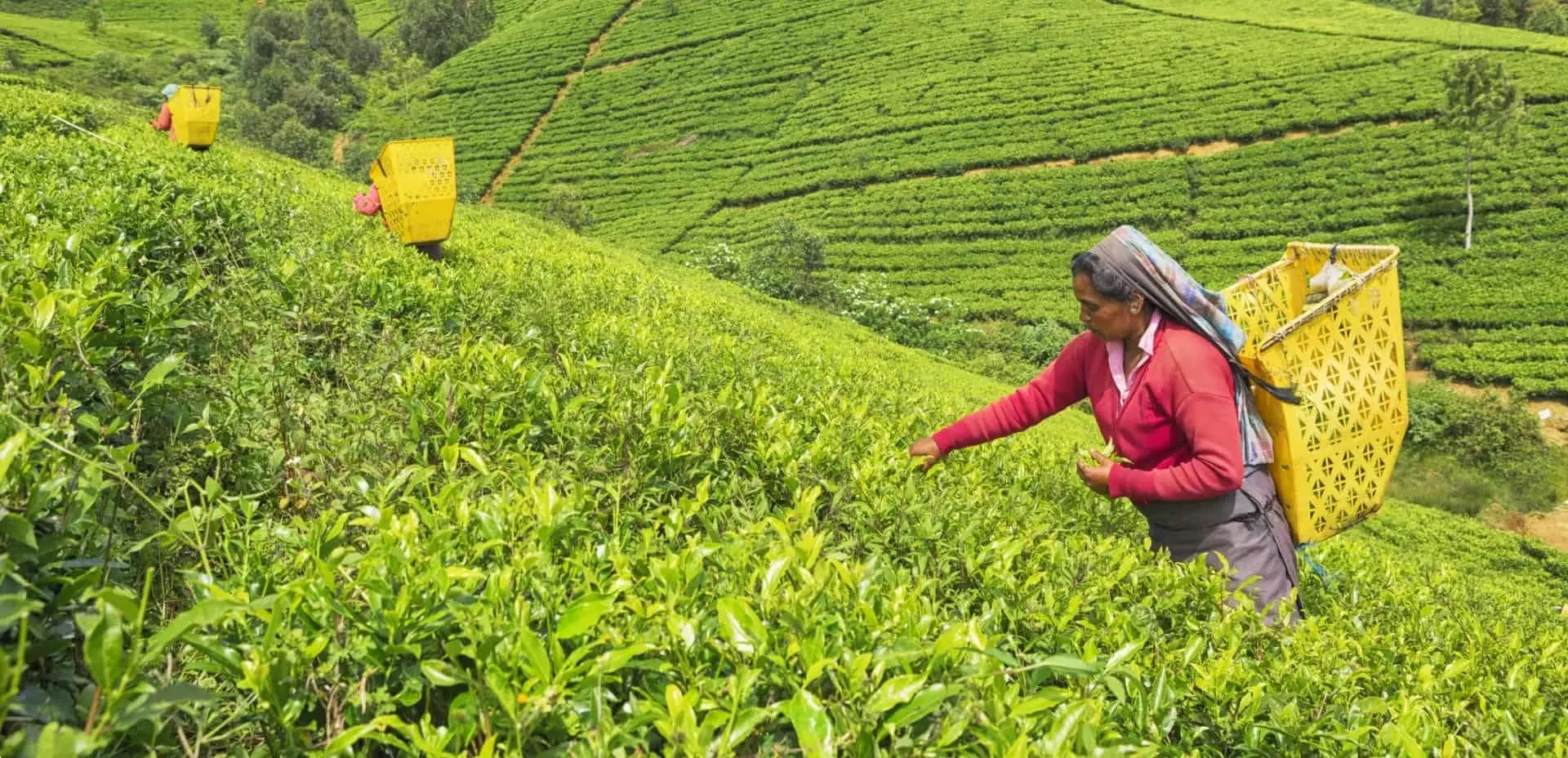 Workers at a tea plantation in Nuwara Eliya e1706609658308